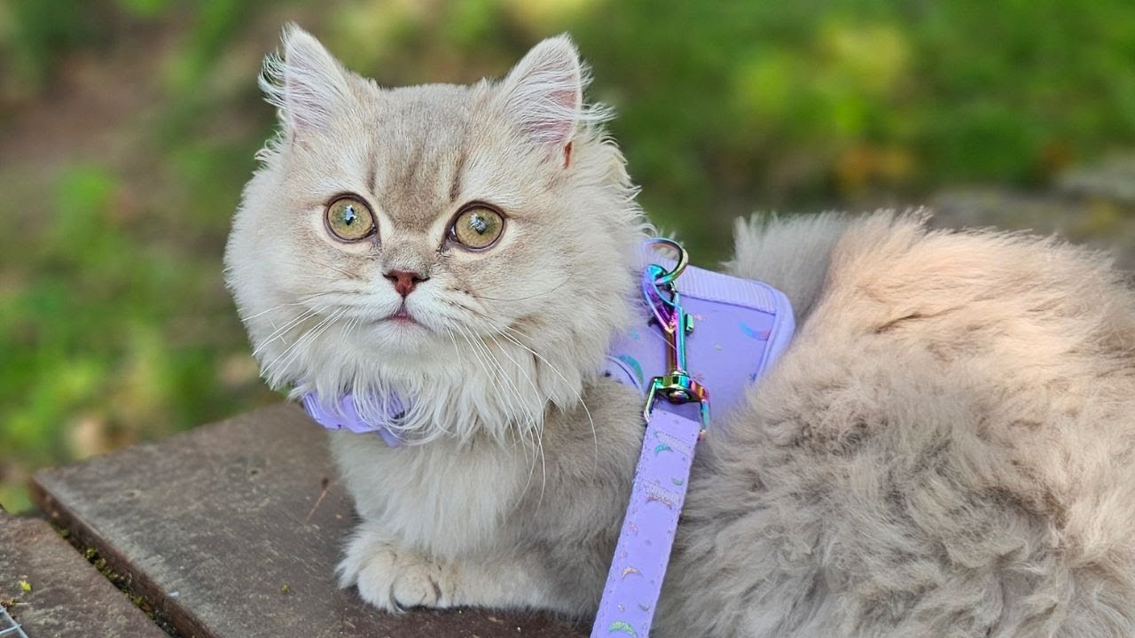 Taking My British Longhair Cat On Her First Adventure