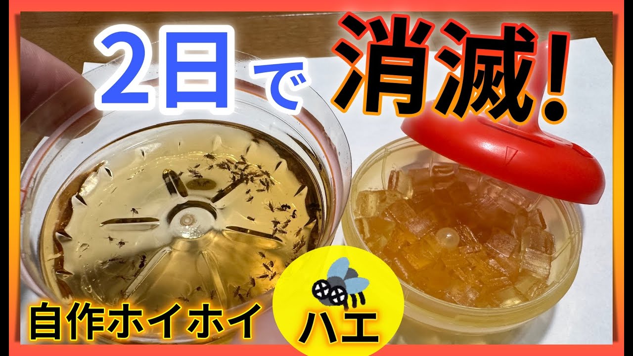 【2日でコバエが消滅した方法教えます】コバエホイホイは買うな！ 最強コバエ対策！【麺つゆ・お酢で最強自作ホイホイ】
