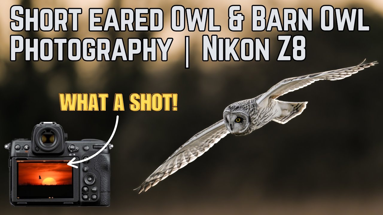 Short-Eared Owl & Barn Owl Photography at Sunset with Nikon Z8 & 180-600mm f5.6-6.3