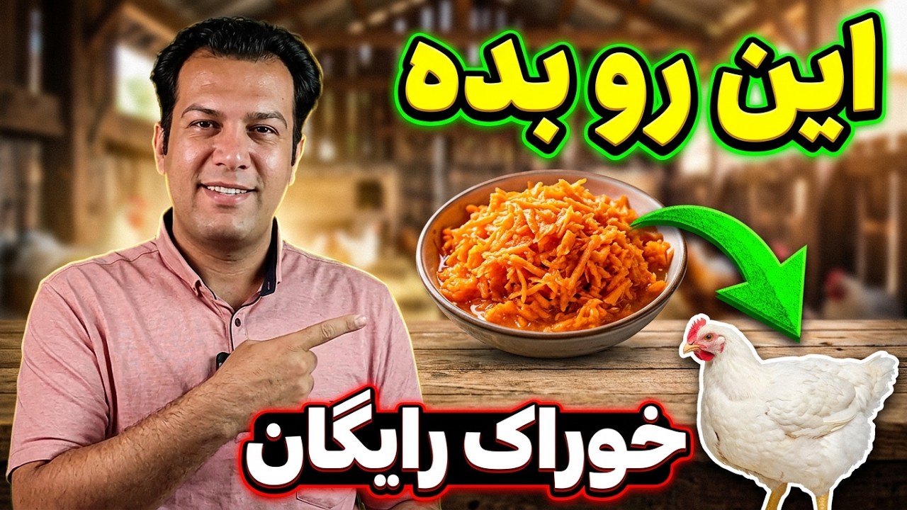 تغذیه مرغ , نکات پرورش مرغ ,روش های  بهینه سازی مرغداری , تاثیر تفاله هویج در جوجه گوشتی