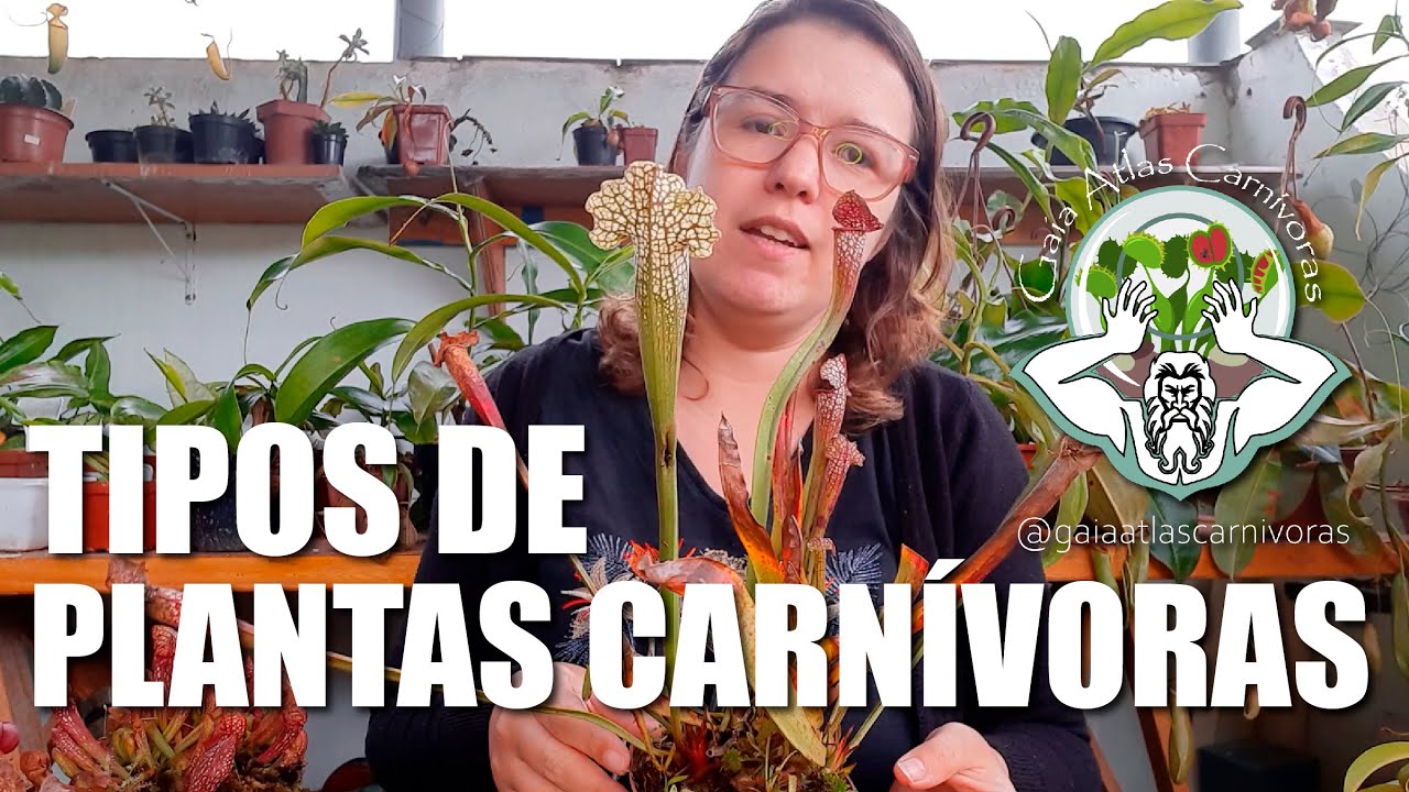 TIPOS DE PLANTAS CARNÍVORAS | Gêneros e Espécies