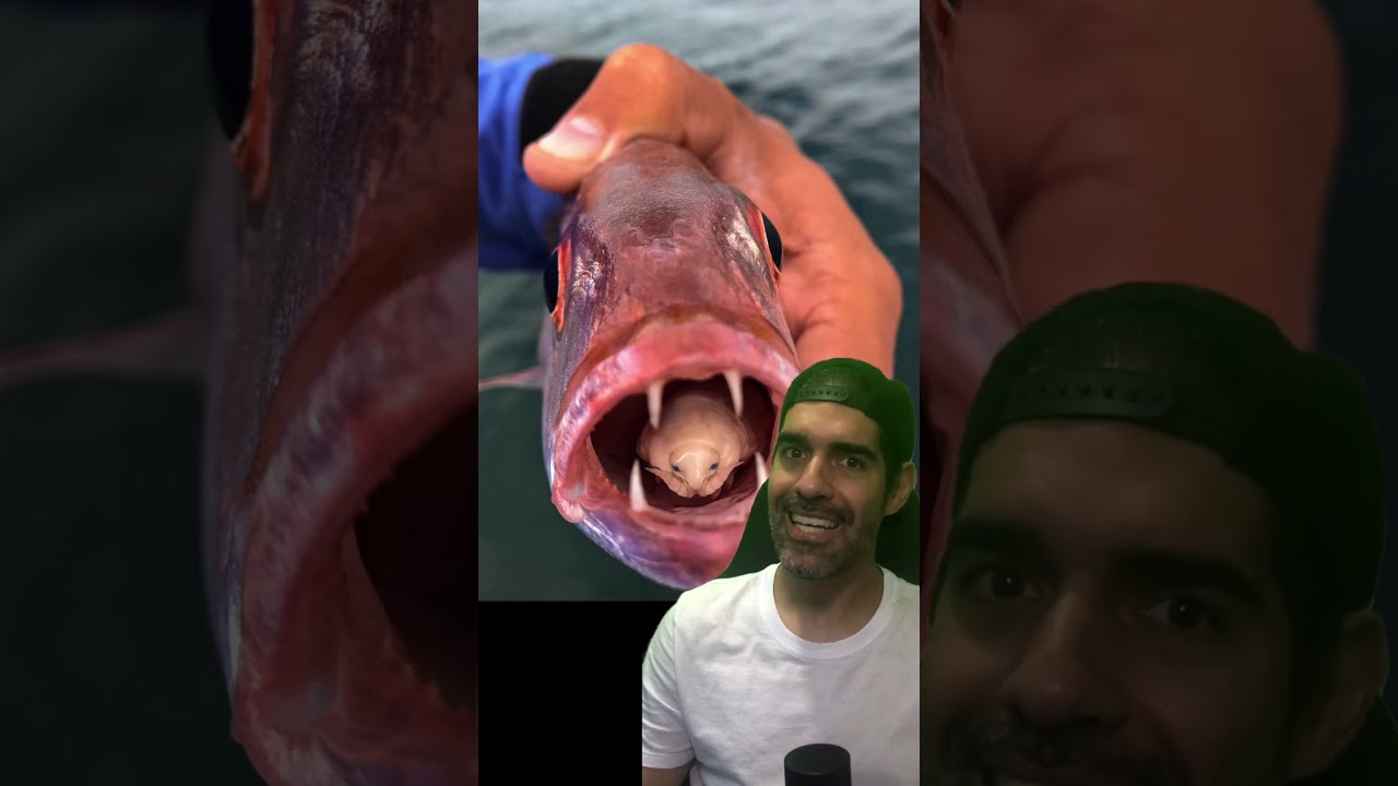 PEIXE COMEDOR DE LÍNGUAS é mesmo um peixe? | Pidobiologia