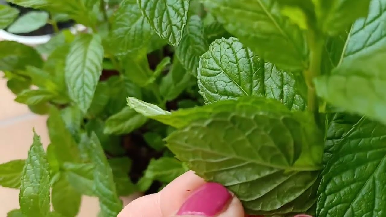 Hierbabuena-Mentha spicata - Las plantas de Teresa