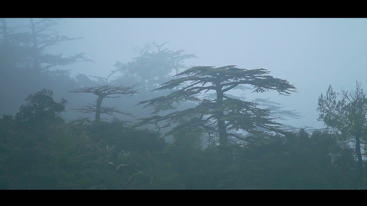 Cédrus erdő - Cedar Valley