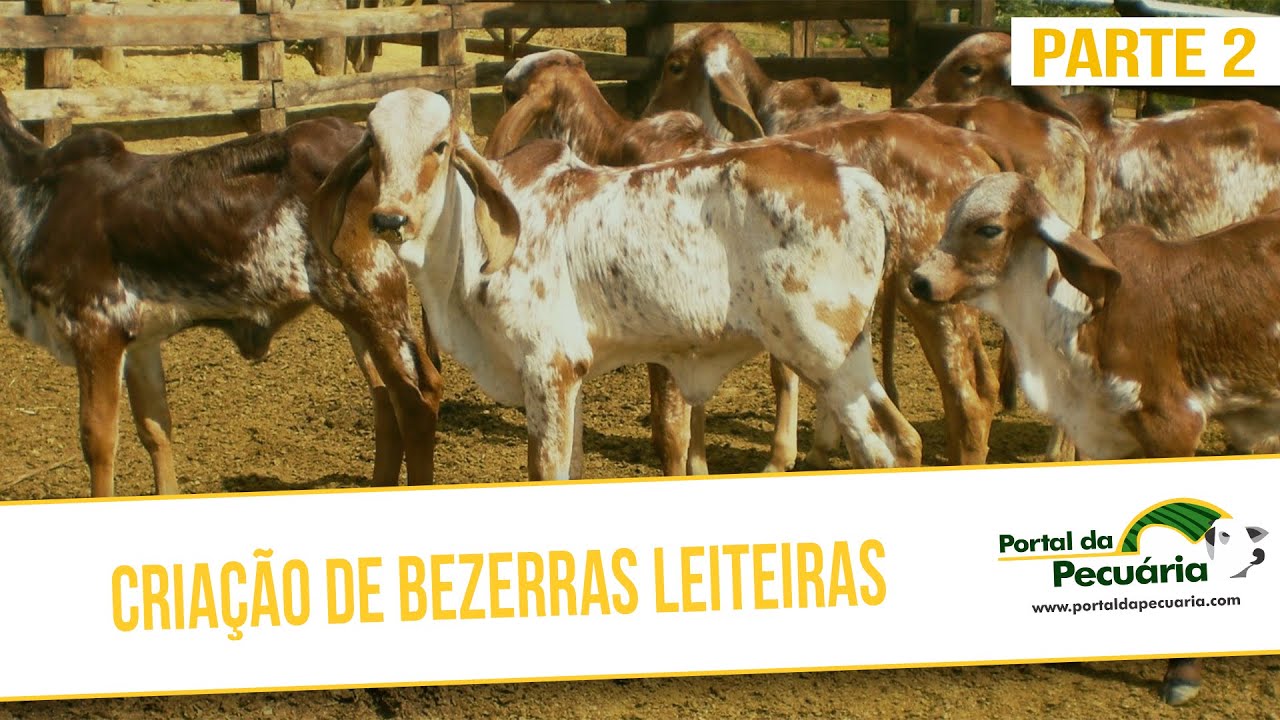 Criação de bezerras leiteiras. Parte 2