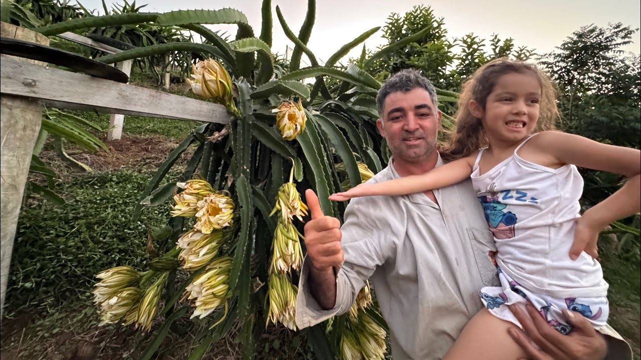 O melhor polinizador da pitaya!