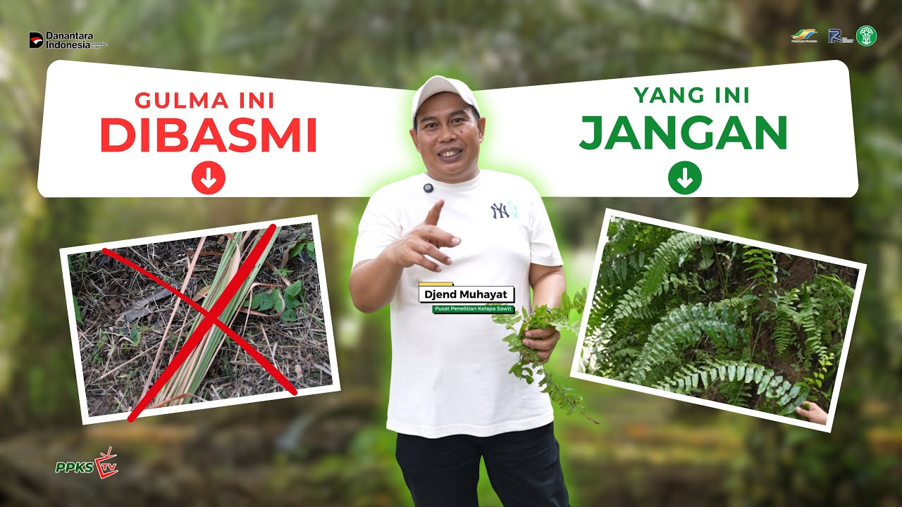 GULMA INI DIBASMI… YANG INI JANGAN!!