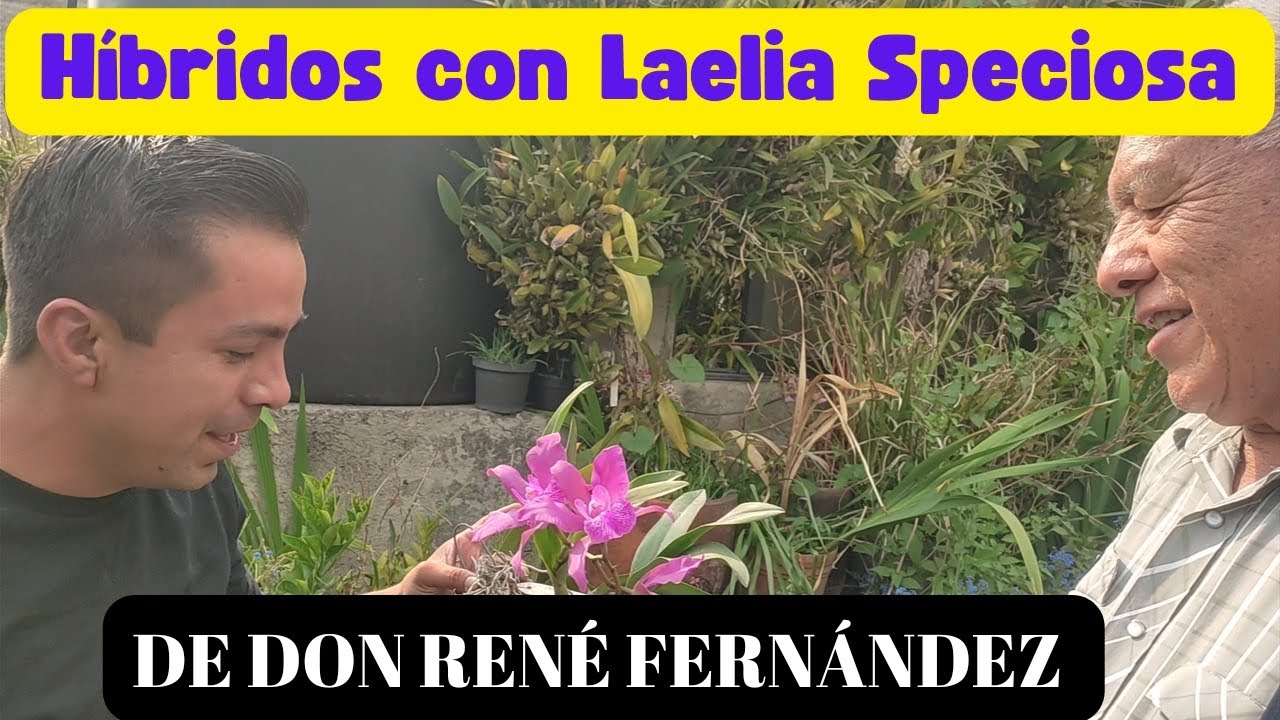 Orquídeas Híbridos con Laelia Speciosa de Don René Fernández