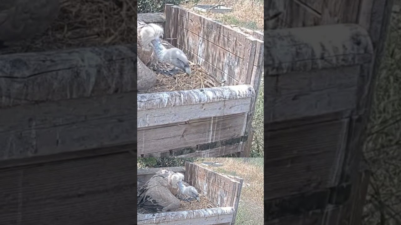 Vulture protect her nestling from raven #birds #nature #wildlife #shorts #wow #congrats
