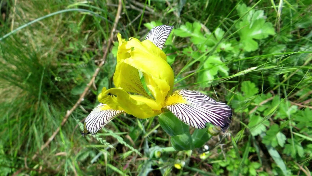 Thayatal Wanderung im Nationalpark