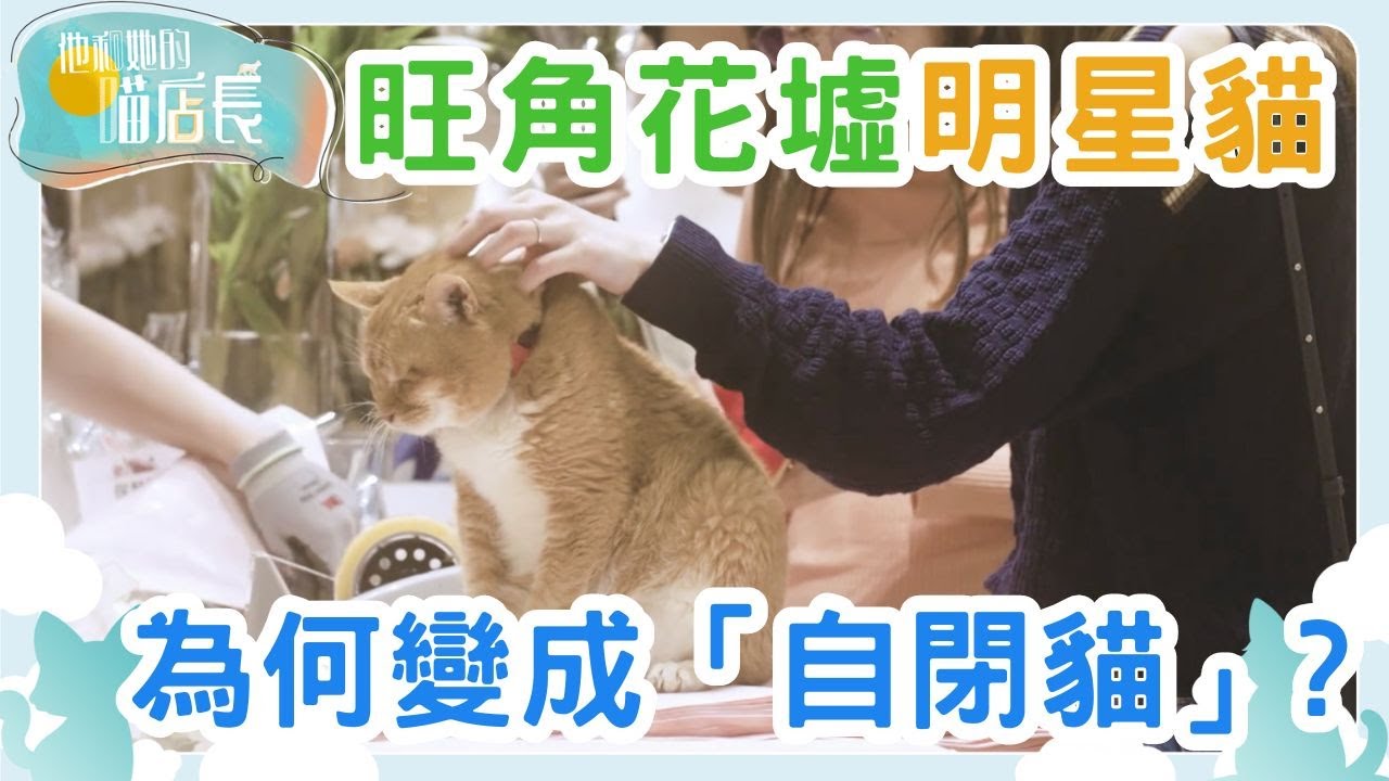 油麻地茶餐廳流浪貓之家｜他和她的喵店長｜炎明熹｜貓｜TVB | Gigi