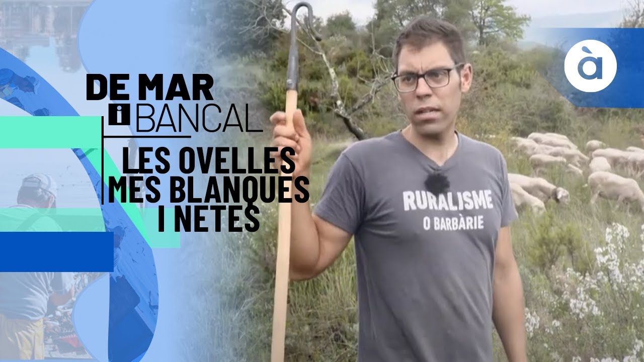 Les ovelles més blanques i netes amb Jordi - De mar i bancal