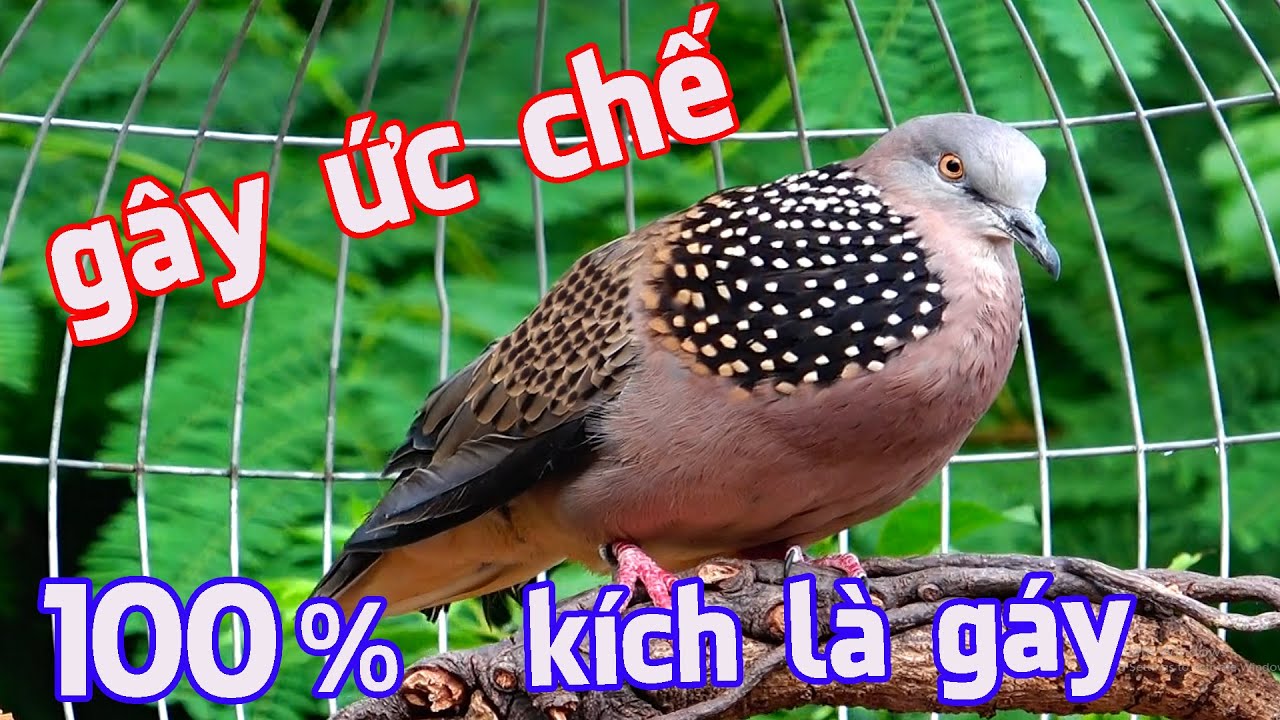 💦CHIM CU G&Aacute;Y Giọng Hấp Dẫn ĐỦ B&Agrave;I [G&Aacute;Y GỌI,TH&Uacute;C,G&Ugrave; ]K&iacute;ch Bổi Nhanh Nổi.Cu G&aacute;y.Cu Đất,Cu cườm