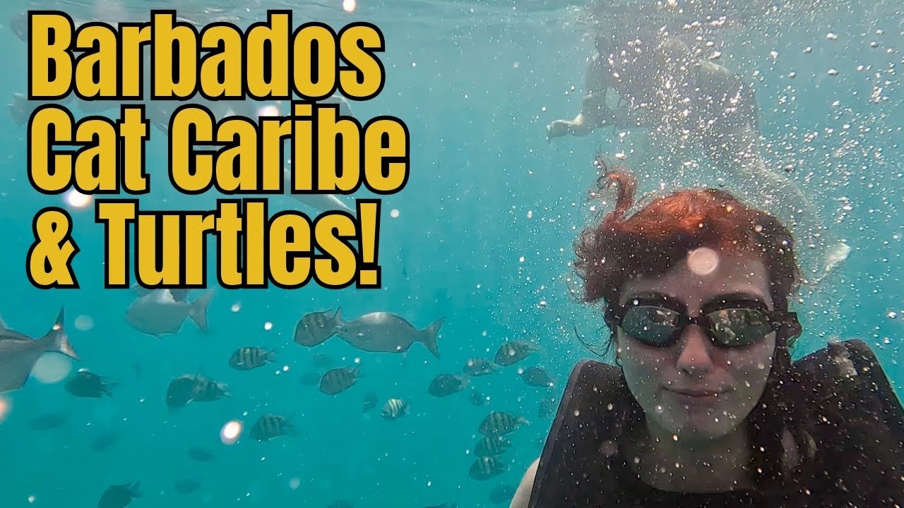 P&O Britannia, Barbados, Cat Caribe & Turtles, November 2024, Caribbean Cruise B427A, Part 8