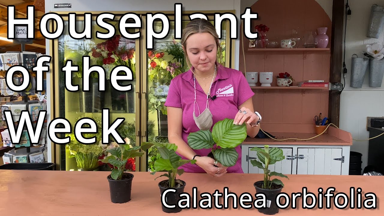 Calathea orbifolia - Houseplant of the Week