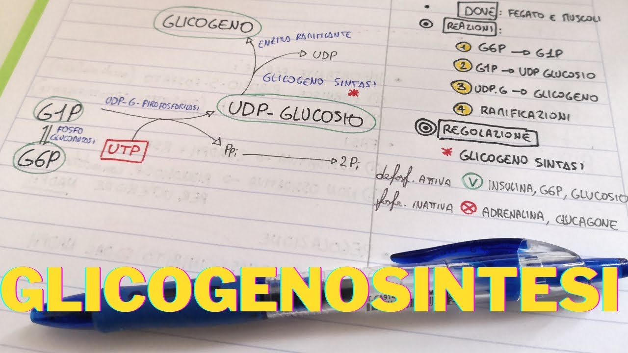 Glicogenosintesi e regolazione. Lezioni Biochimica facile 👌