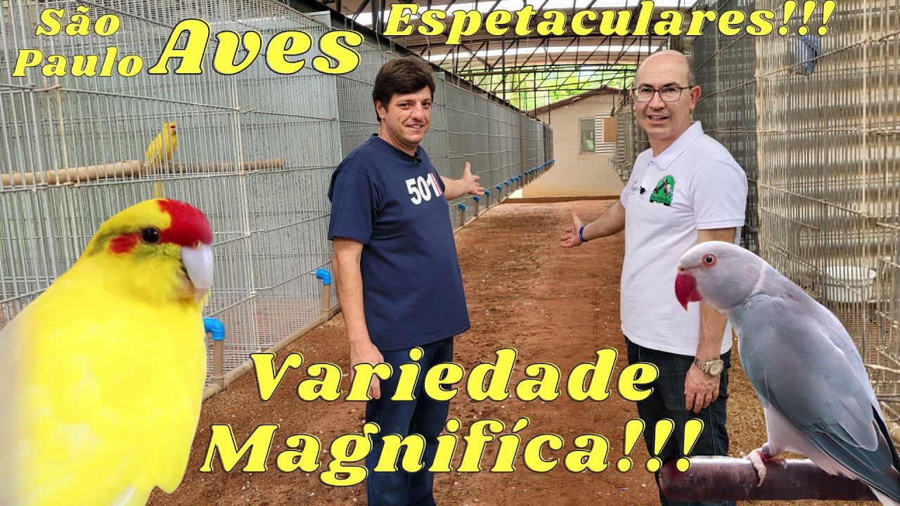 CRIADOURO EXEMPLAR DE RICARDO  ZILIO RENOFIO!!!CURTA VÁRIAS ESPÉCIES DE AVES.