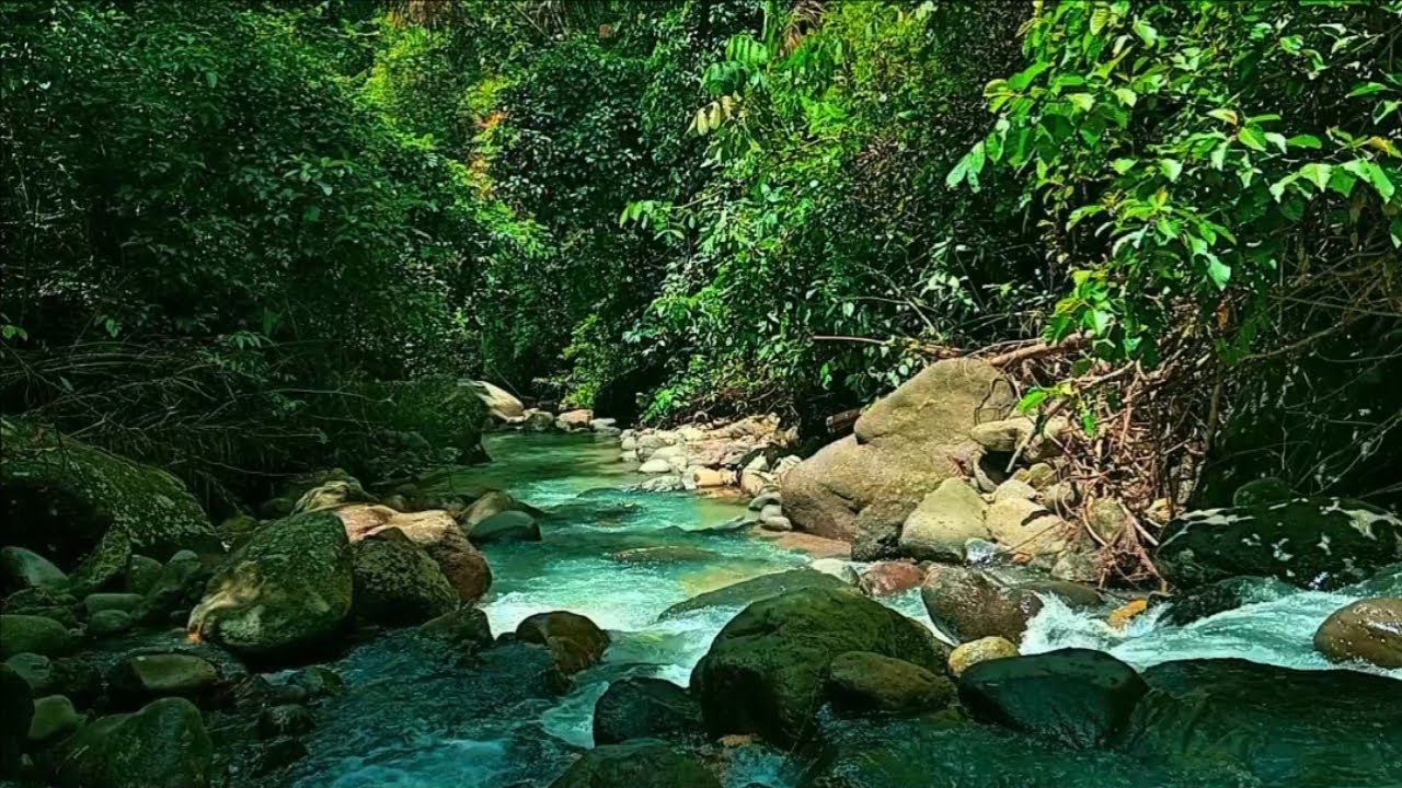 DEEP FOREST RIVER SOUNDS & BIRDS CHIRPING | RELAXING NATURE ASMR FOR SLEEP & STRESS RELIEF