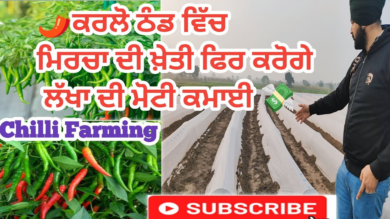 How to grow green chilli bast farming and money |ਦਸੰਬਰ ਵਿੱਚ ਲਵਾਦੋ ਮਿਰਚਾਂ ਫੇਰ ਕਰੋ 💸ਲੱਖਾ ਦੀ ਮੋਟੀ ਕਮਾਈ