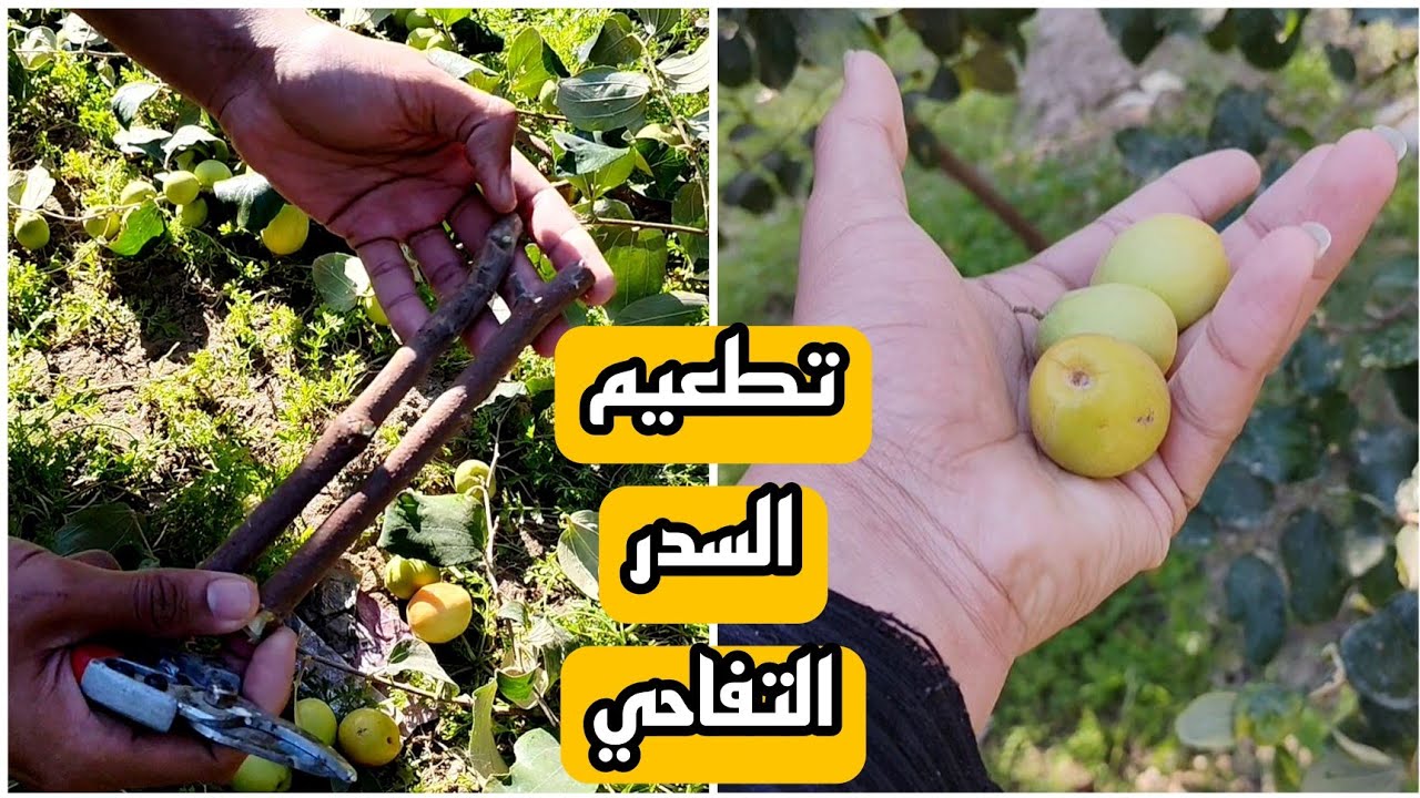 تطعيم السدر التفاحي 