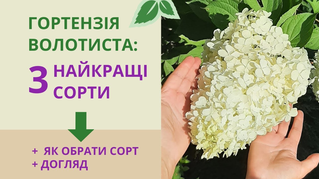 Самые лучшие сорта метельчатой гортензии
