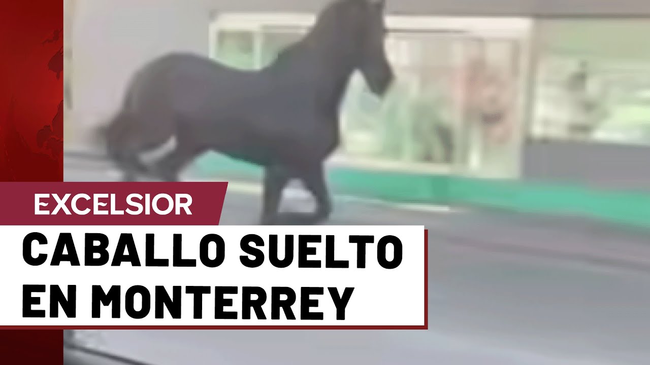 Caballo escapa de set de grabación y corre por Avenida Lincoln en Monterrey