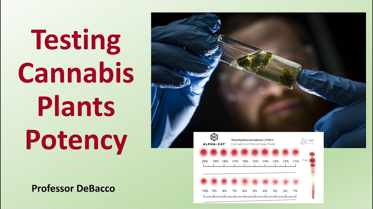 Testing Cannabis Plants Potency