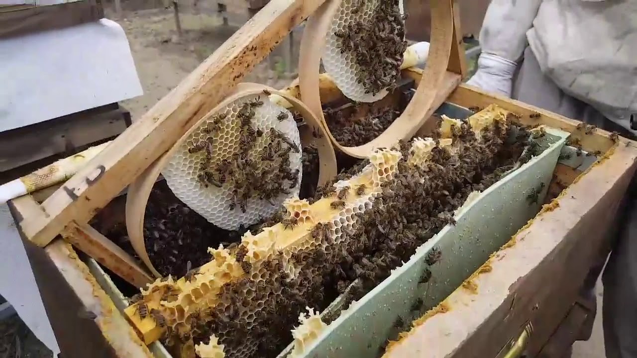 Petek ne zaman kabarttırılır, Ana bal akımında petek kabartılır mı? Halil Bilen Petek kabartma