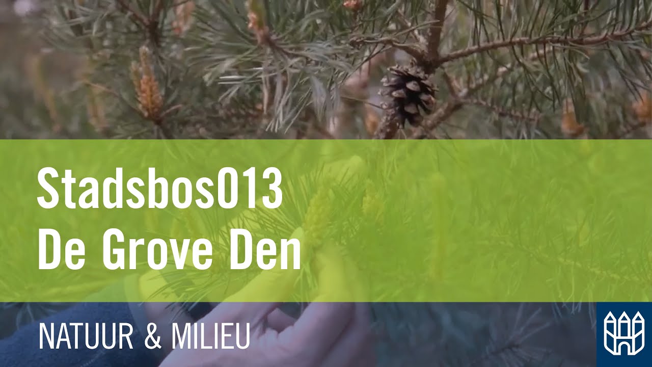 Stadsbos013 - De Grove Den