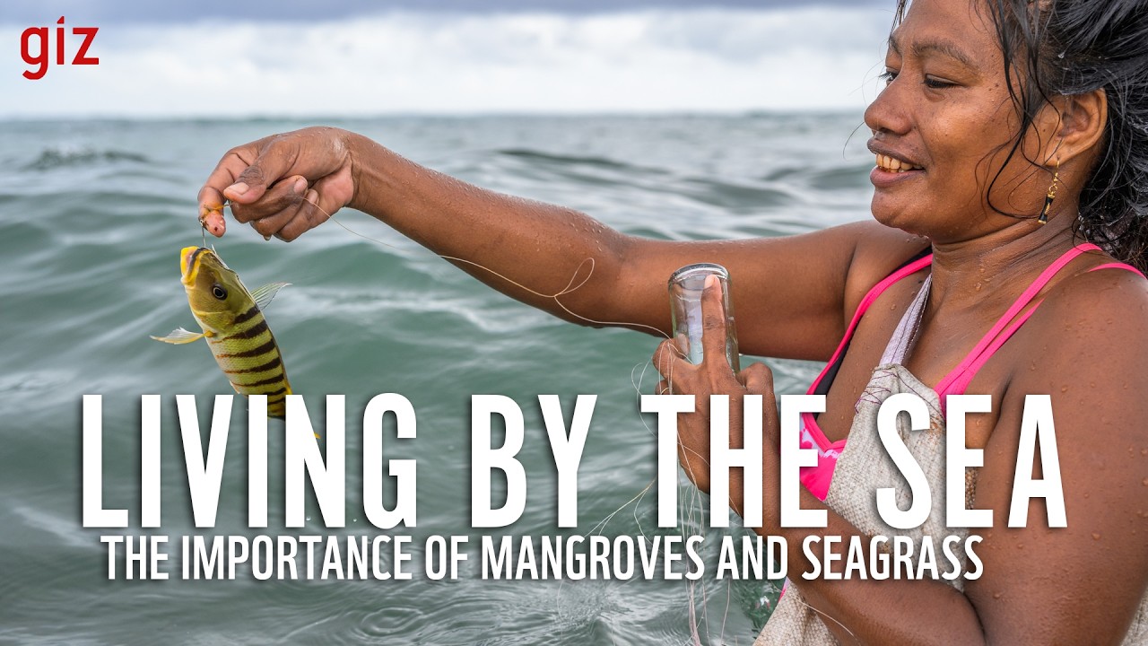 Living by the Sea | Mangroves and Seagrass in Papua New Guinea