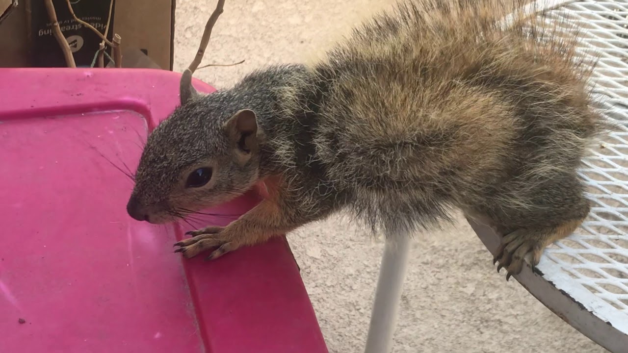 Rockette Finds Her Reward’