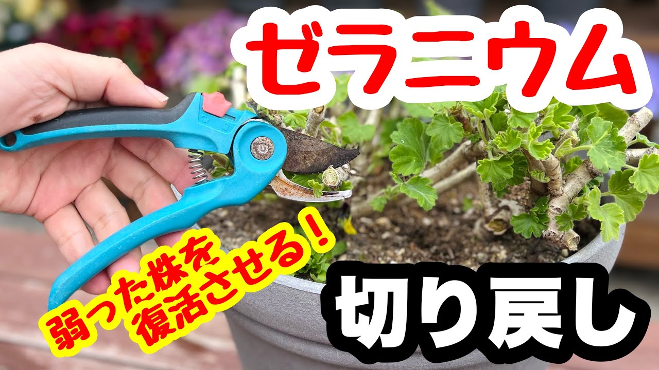 ◆若返り大作戦！【切り戻し】で復活させよう🌱