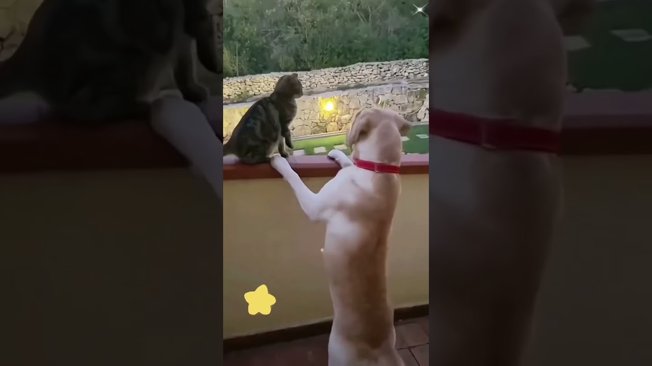 Animals Chines Funny Comedy Video 2023/ #chinesfunnyvideos  #technicalvideos #comedyvideos2023
