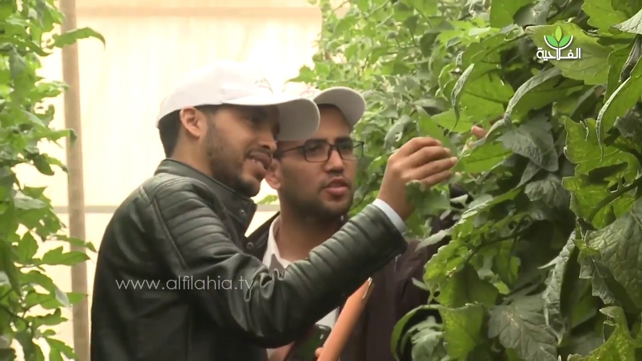 نتائج تجارب بحثية مهمة يعرضها المركز الجهوي للبحث الزراعي من خلال لقاء تواصلي مع مهنيي قطاع الطماطم