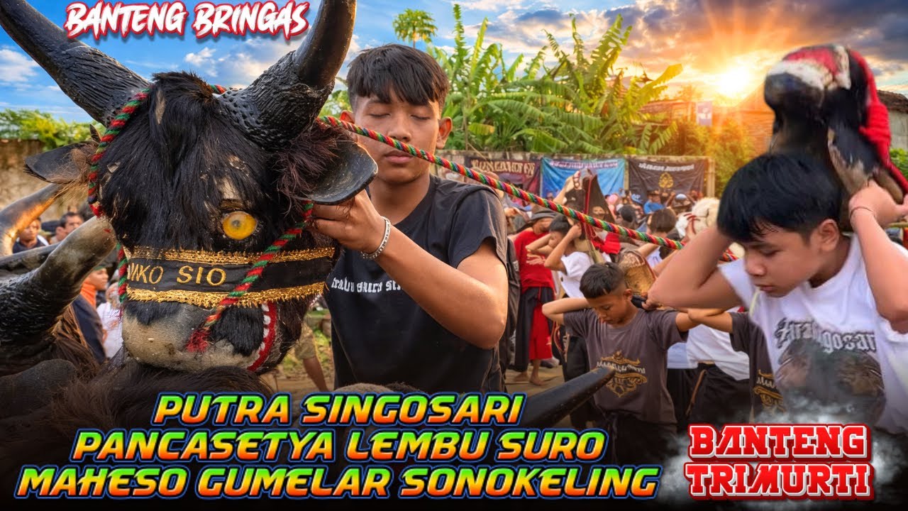 KALAP BRINGAS‼️BANTENG TRIMURTI SINGOSARI FULL NGAMOK OBRAK ABRIK WARGA SUKUN CANDIRENGGO SINGOSARI