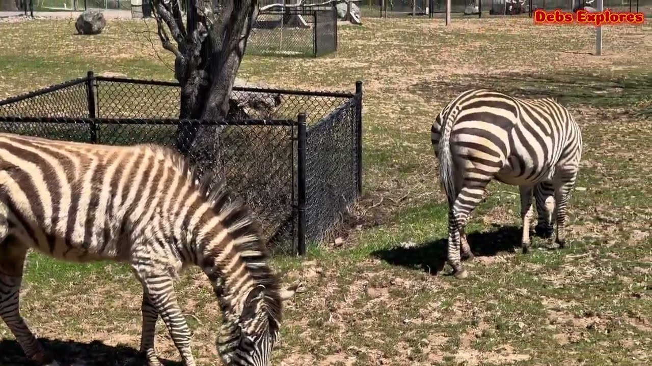 Magnetic Hill Zoo in Moncton, New Brunswick, Canada