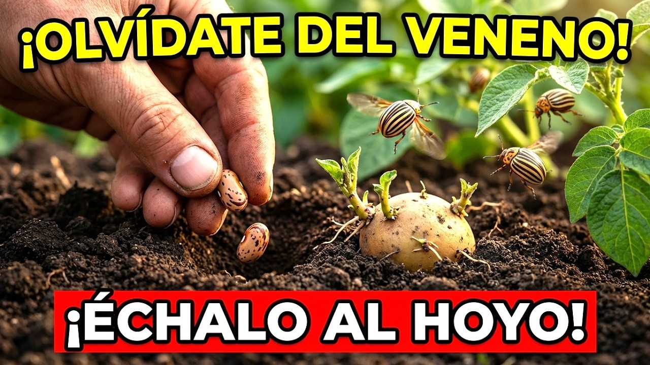 ¡ECHA ESTO EN EL HOYO DE LA PAPA! El escarabajo de Colorado desaparecerá y la cosecha se duplicará