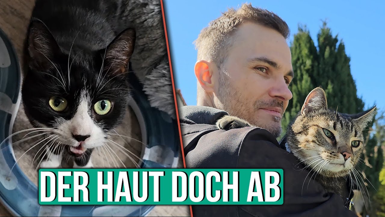 Katze geht endlich raus und will Käfer naschen!