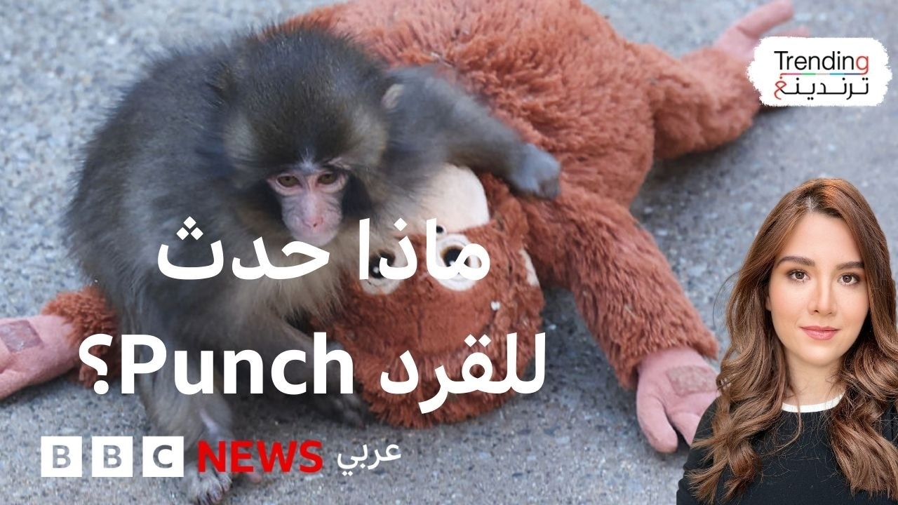 القرد الياباني 