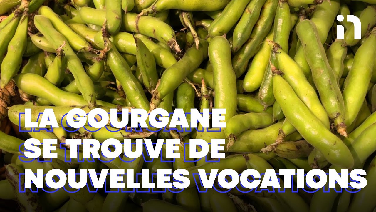 La gourgane du Saguenay-Lac-Saint-Jean se trouve de nouvelles vocations