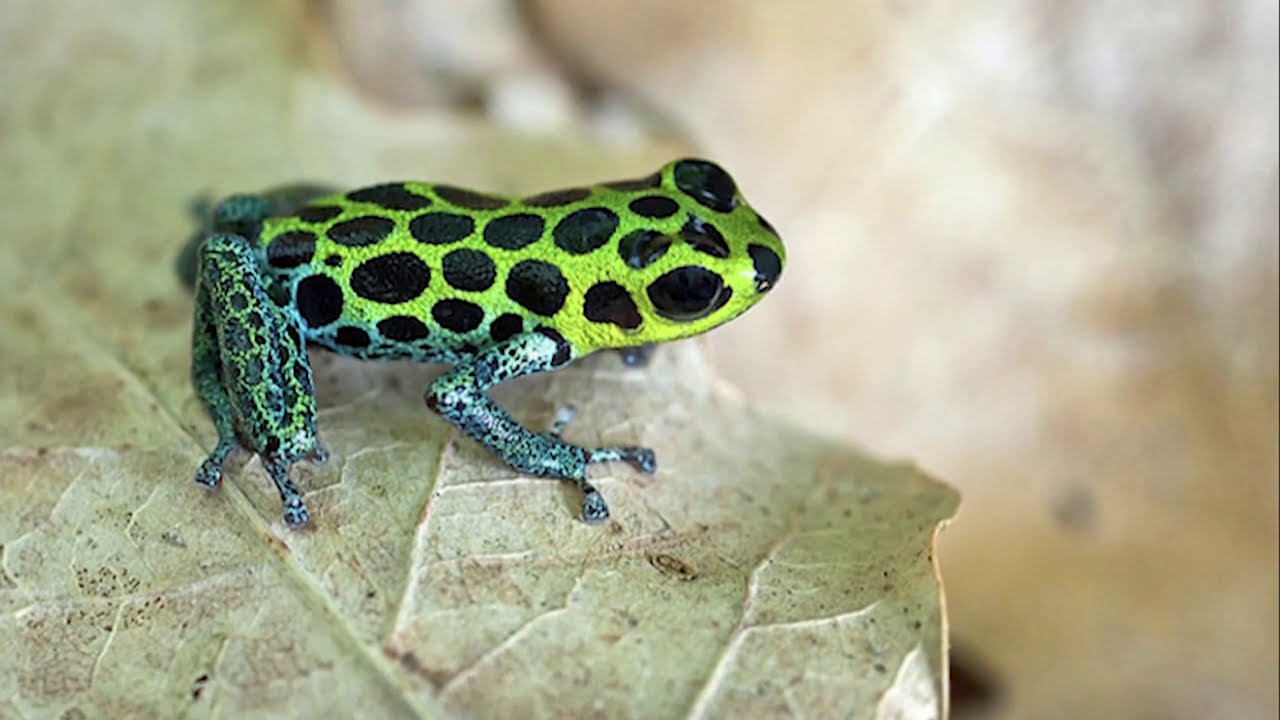 Detroit Zoo | Virtual Habitat Chat: Mimic Poison Frogs