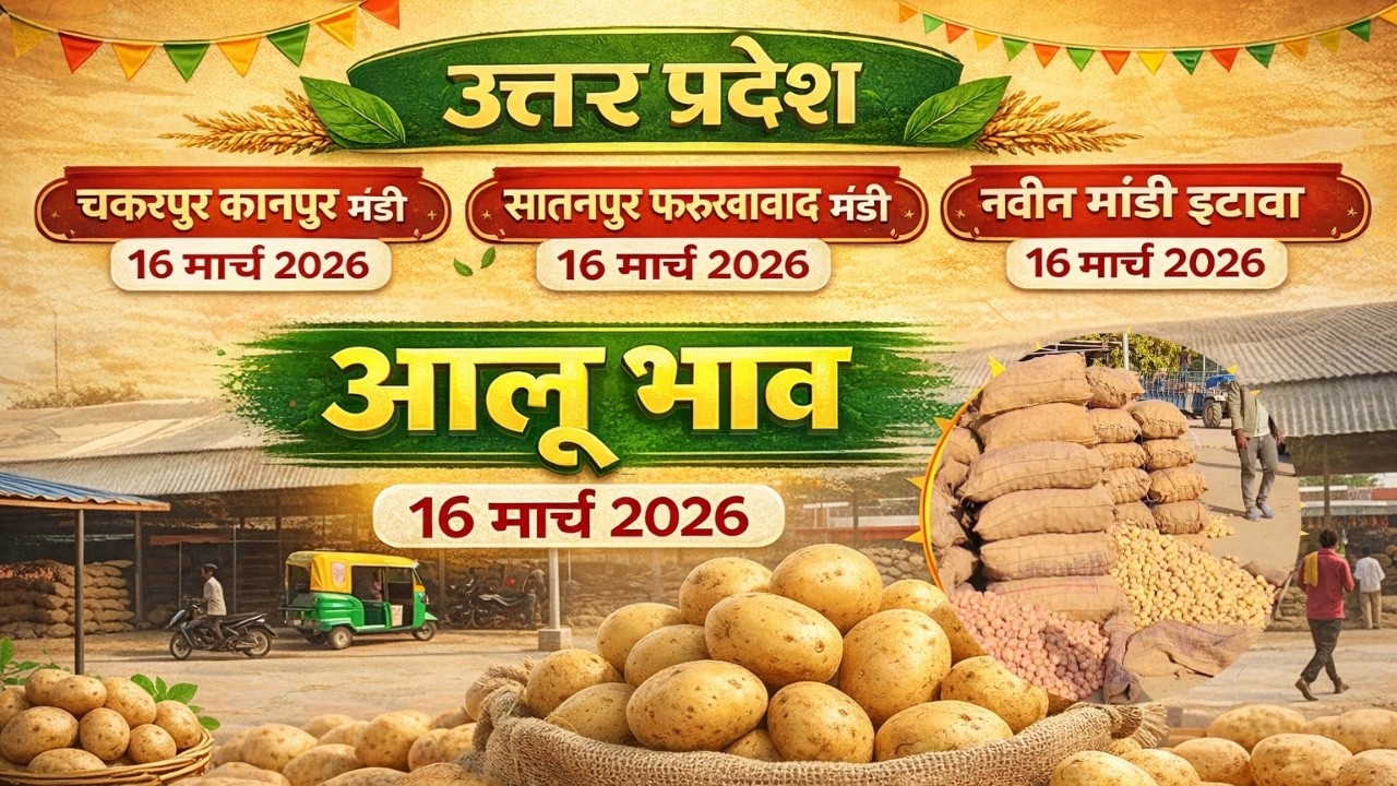 उत्तर प्रदेश आलू भाव 16 मार्च 2026 | चकरपुर कानपुर मंडी | सातनपुर फर्रुखाबाद | नवीन मंडी इटावा आज
