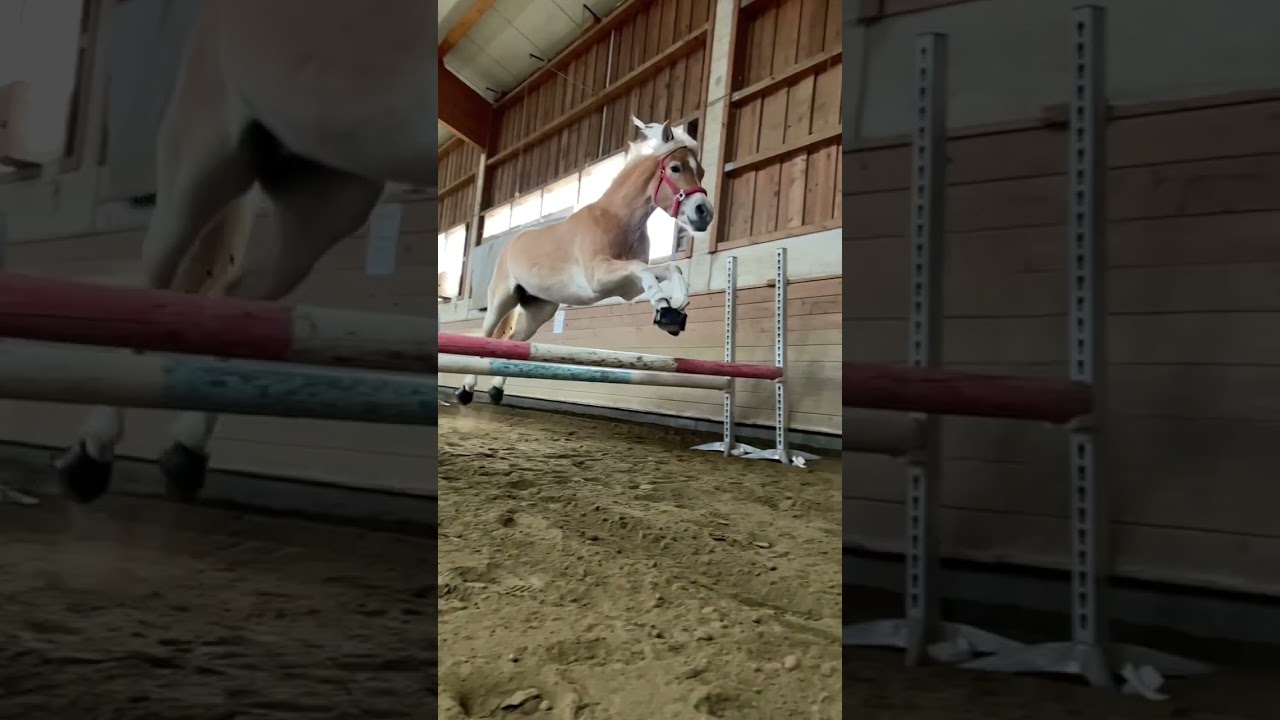 Schau dir jetzt unsere anderen Videos an 😍🙋🏻&zwj;♀️. #pferd #horse #haflinger #pony #pferde