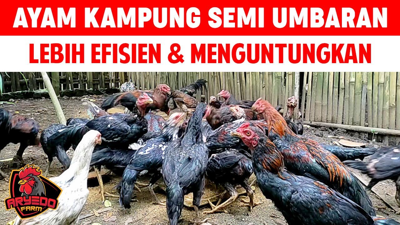 Cara Ternak AYAM KAMPUNG Semi Umbaran | Pemula Wajib Tahu!