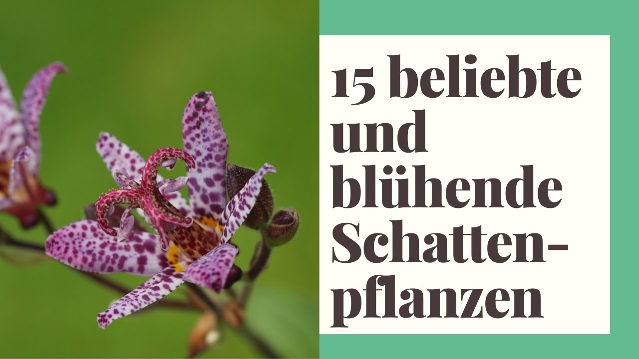15 beliebte & blühende Schattenpflanzen