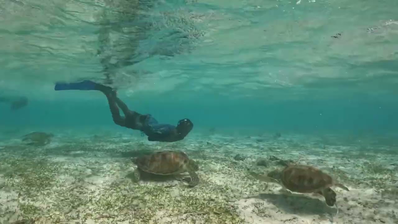 Nurse Sharks, Turtle Point, Coral Reef, and Gulhi Island | Maldives