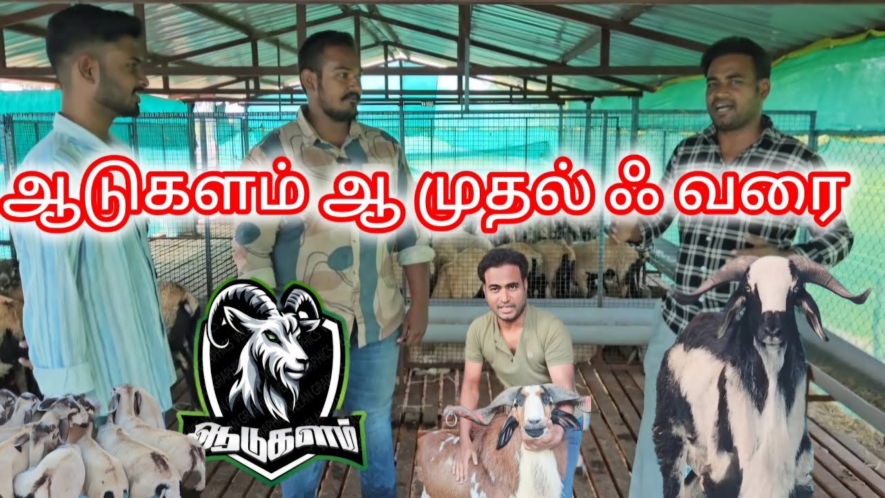 ஆடுகளம் ஆ முதல் ஃ வரை  #ஆடுவளர்ப்பு #எட்டயபுரம் #ஆட்டுச்சந்தை #ஆட்டுப்பண்ணை #ஆடுகளம் 