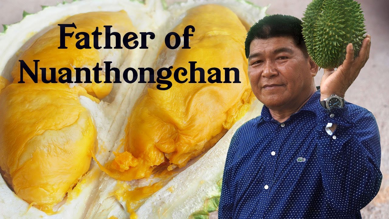 Nuantongchan Durian: Thailand Monthong x Puangmanee Hybrid & Farm Tour