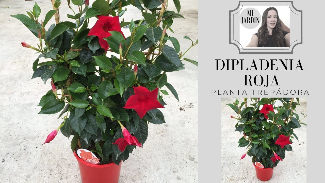 DIPLADENIA ROJA Y SUS CUIDADOS / PLANTA TREPADORA CON FLOR