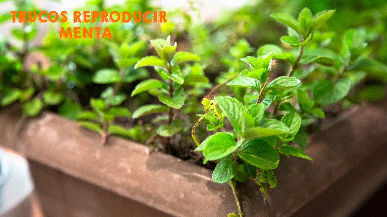 4 TRUCOS para REPRODUCIR MENTA  y tener BUENA COSECHA